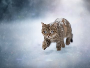 Погода в Луцьку та Волинській області на завтра, 16 грудня