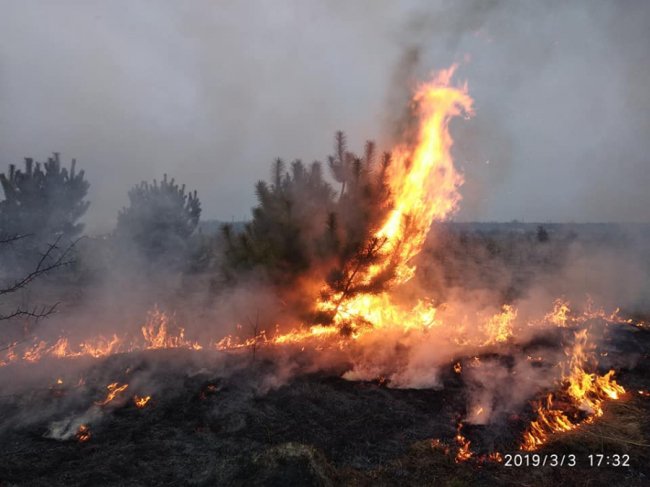 На Ківерцівщині люди спалили молодий ліс. ФОТО