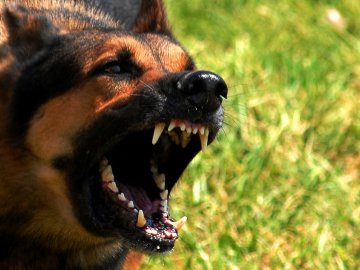 На Полтавщині агресивний пес пошматував 6-річному хлопчику обличчя