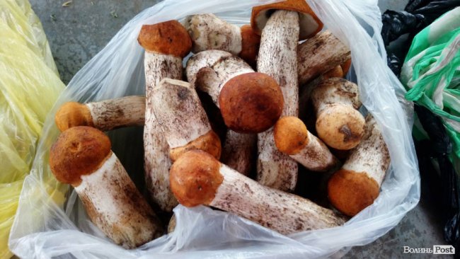 Від і до: скільки коштують гриби на луцькому ринку. ФОТО