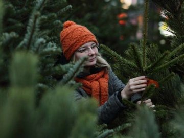 Почім на Волині продаватимуть новорічні ялинки. ПРЕЙСКУРАНТ