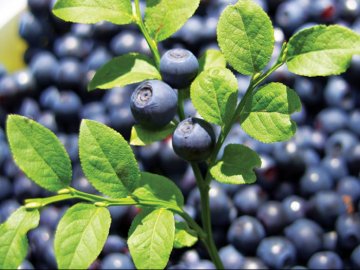 Волинські заготівельники ягід та грибів зобов'язані платити податки