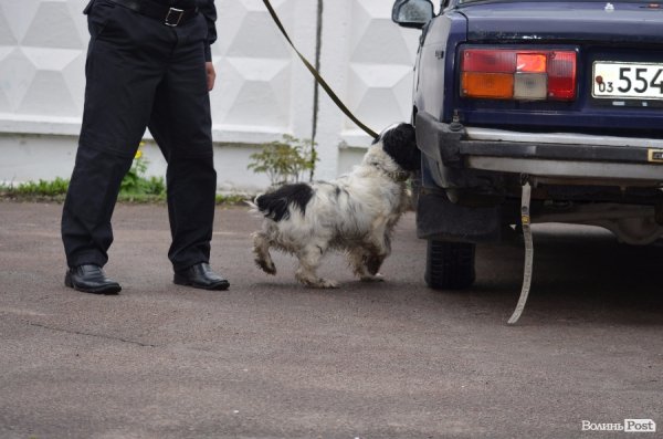 Як живуть та тренуються службові собаки. ФОТО