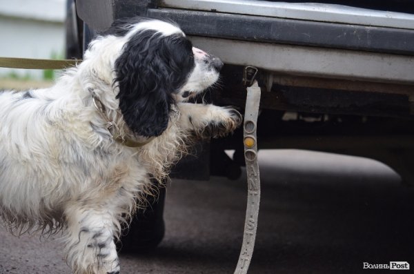 Коли знаходить виюухівку - мовчки вказує лапою