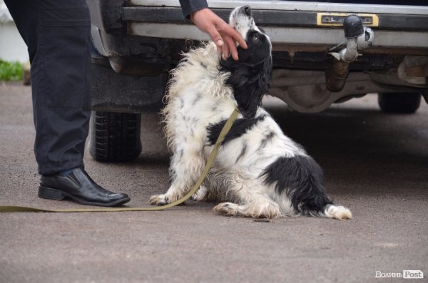 Як живуть та тренуються службові собаки. ФОТО