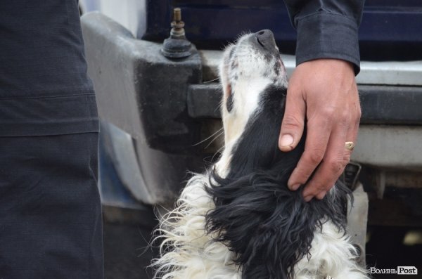 Як живуть та тренуються службові собаки. ФОТО