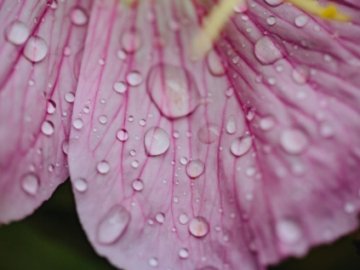 Погода у Луцьку та Волинській області на неділю, 27 червня