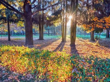 Пора яскравих кольорів минає: фотограф показав золоту осінь у Луцьку