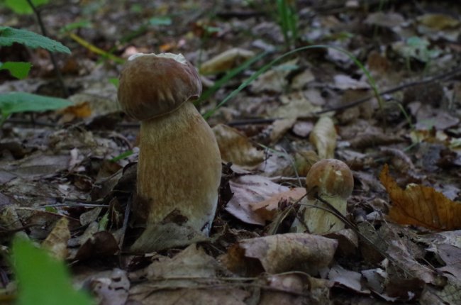 «Спотикаючись через гриби, ледь вийшов з лісу», – волинянин похизувався врожаєм. ФОТО