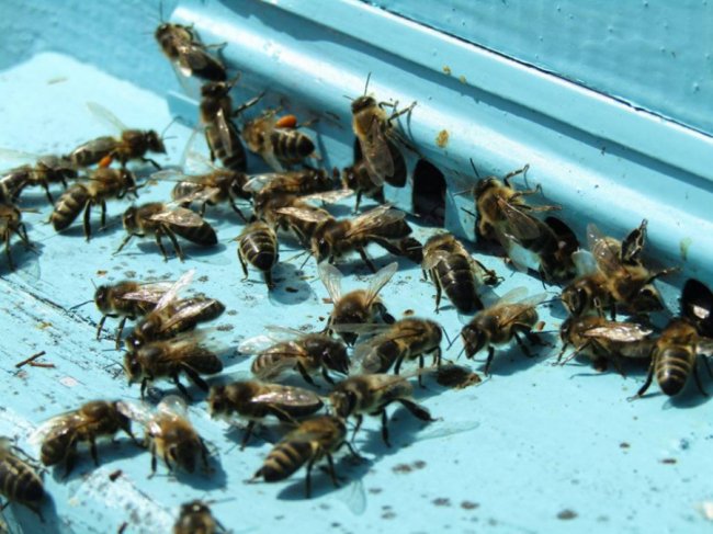 Волинський священик похвалився своєю пасікою. ФОТО