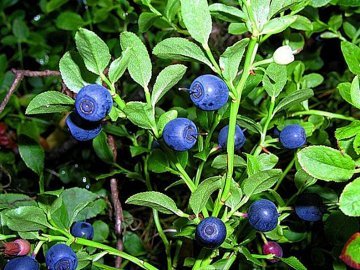 У громадах Любешівщини, які межують з Білоруссю, заборонили збирати чорниці. ПЕРЕЛІК