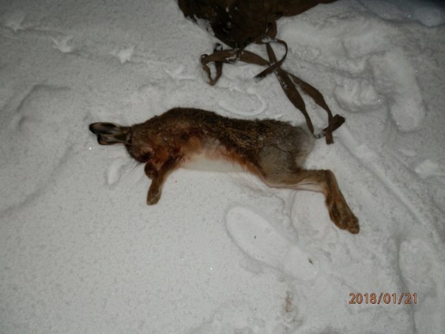 До патрулювання лісів на Волині залучають журналістів