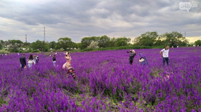 Під Одесою фотолюбителі знищують унікальне поле фіолетових квітів