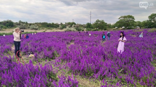 Під Одесою фотолюбителі знищують унікальне поле фіолетових квітів