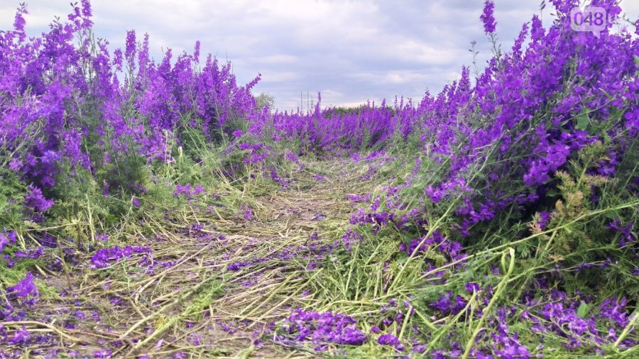 Поле фіолетових квітів: неймовірна краса і магія природи