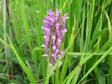 У волинському заповіднику цвітуть рідкісні орхідеї