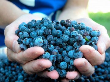 Волинь продала за кордон понад 700 тонн чорниці і грибів