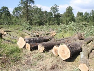 Волинянину, який побив лісового охоронця, обрали запобіжний захід