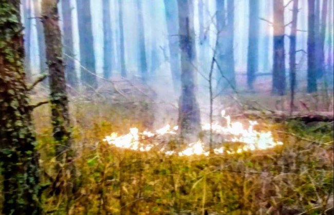 Нацгвардія розпочала антидиверсійну операцію через лісові пожежі в країні
