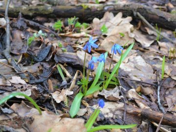 29 лютого на Волині: гортаючи календар