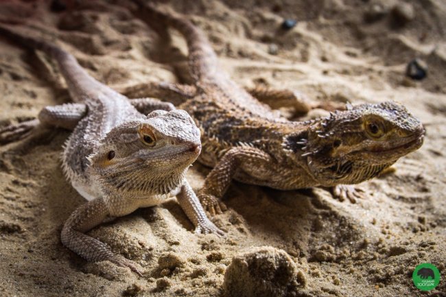 Луцький зоопарк поповнився «екзотикою»