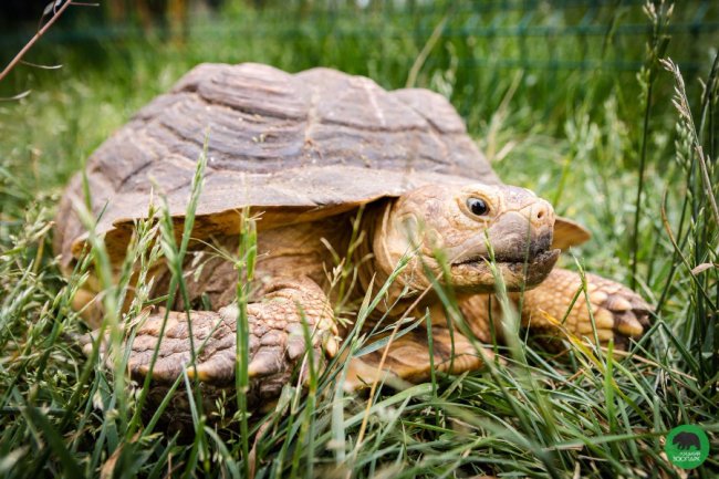 Луцький зоопарк поповнився «екзотикою»