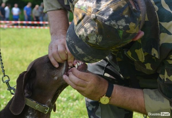 У Луцьку ‒ виставка мисливських собак. ФОТО 