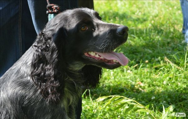У Луцьку ‒ виставка мисливських собак. ФОТО 