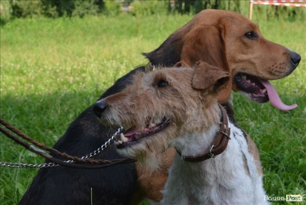 У Луцьку ‒ виставка мисливських собак. ФОТО 