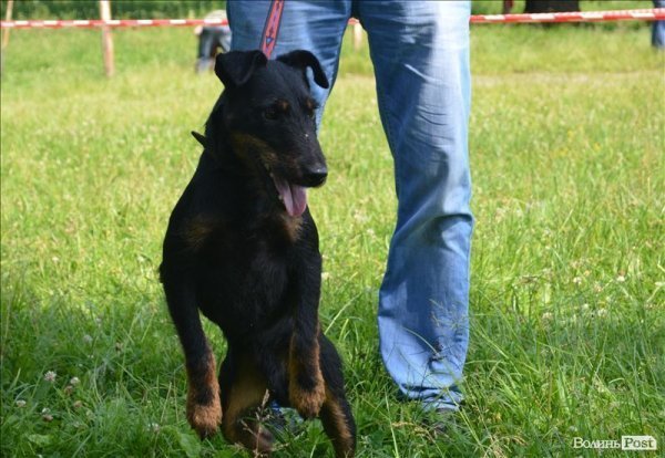 У Луцьку ‒ виставка мисливських собак. ФОТО 