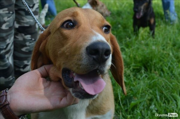 У Луцьку ‒ виставка мисливських собак. ФОТО 