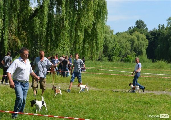 У Луцьку ‒ виставка мисливських собак. ФОТО 