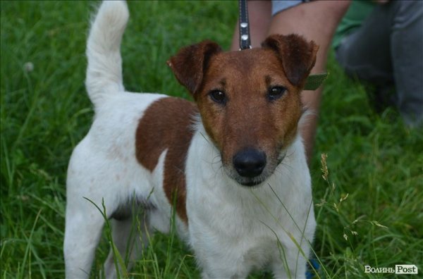 У Луцьку ‒ виставка мисливських собак. ФОТО 
