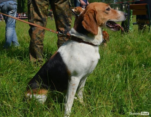 У Луцьку ‒ виставка мисливських собак. ФОТО 