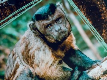 Зубаті і хвостаті: випустили календар з мешканцями луцького зоопарку. ФОТО