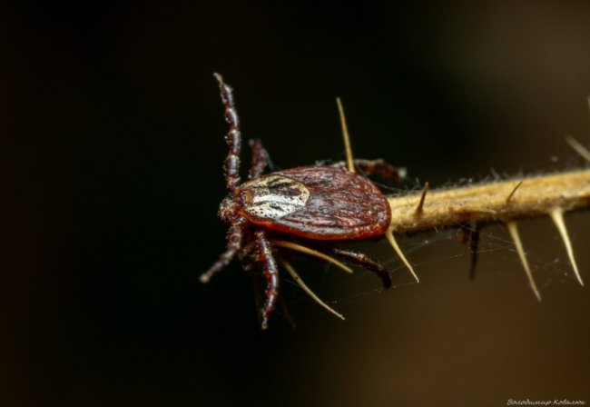Волинський фотограф опублікував неймовірні макросвітлини комах та рослин