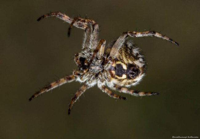 Волинський фотограф опублікував неймовірні макросвітлини комах та рослин
