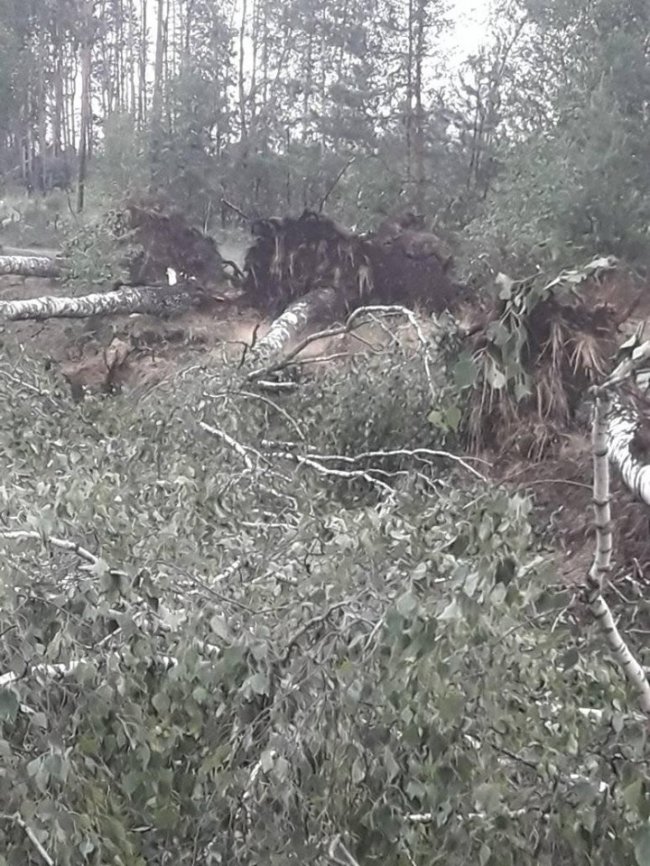 У волинському селищі негода вирвала дерева із землі. ФОТО