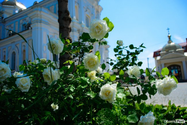 Літні пахощі: головний собор Луцька тоне в трояндах. ФОТОРЕПОРТАЖ