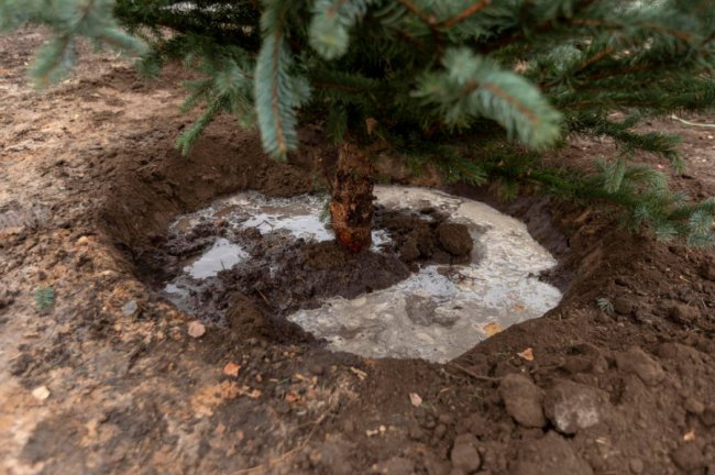 У Луцьку перед РАЦСом висадили ялини. ФОТО