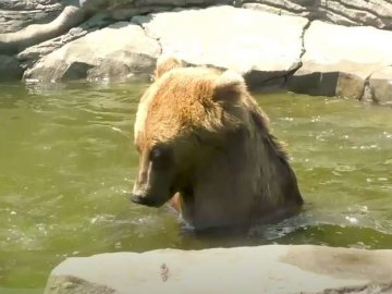 Ведмеді не вилазять з басейну, а леви «засмагають»: як переносять спеку в Луцькому зоопарку. ВІДЕО