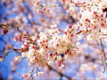 Погода в Луцьку та Волинській області на вихідні, 28 і 29 квітня