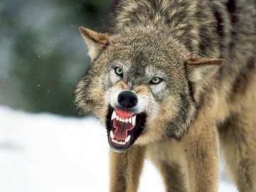 Мисливці влаштовують облави: у лісах Волині – сезонне нашестя вовків