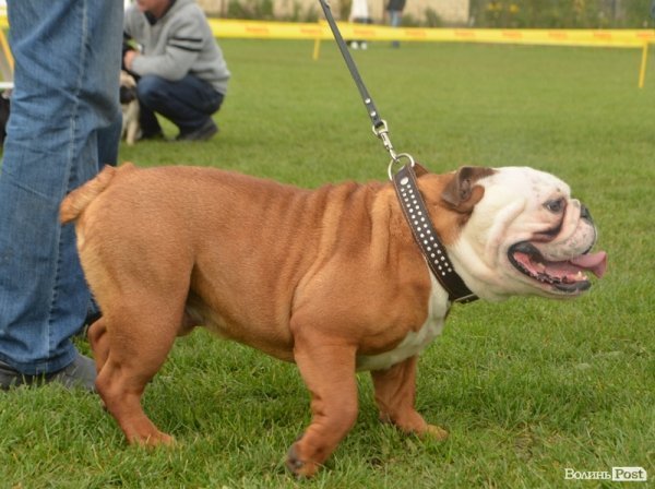 У Луцьку – виставка собак. ФОТО