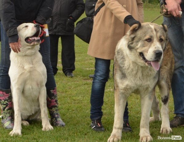 У Луцьку – виставка собак. ФОТО