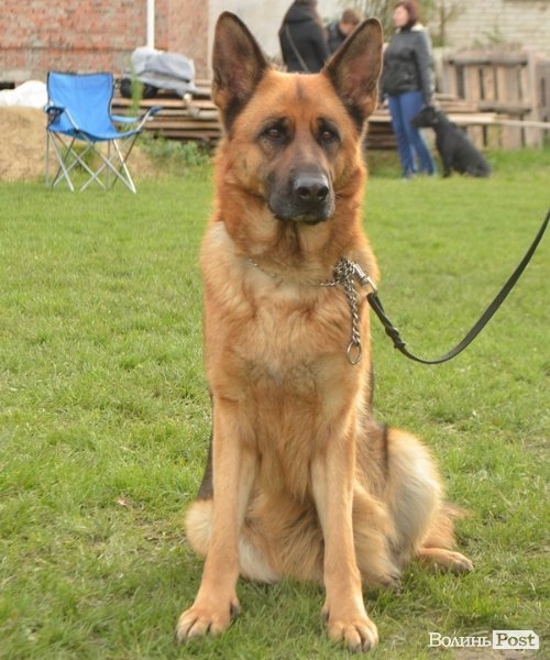 У Луцьку – виставка собак. ФОТО