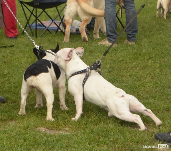 У Луцьку – виставка собак. ФОТО