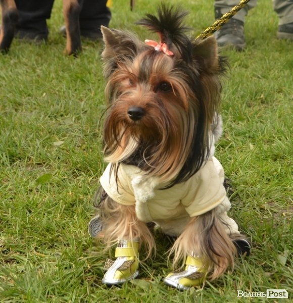 У Луцьку – виставка собак. ФОТО