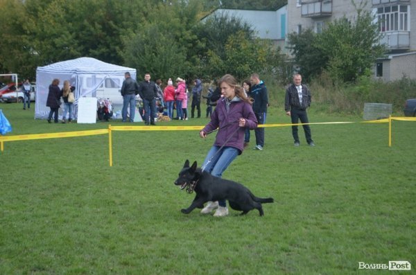У Луцьку – виставка собак. ФОТО