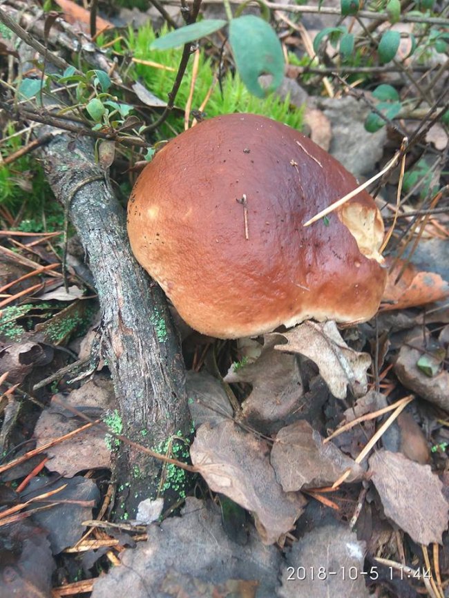 Троє луцьких фотографів похвалилися грибним уловом. ФОТО